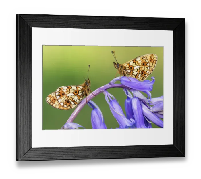 Framed Print : Two small pearl-bordered fritillary butterflies (Boloria selene) resting on bluebell, Marsland mouth, North Devon, UK. May 2017