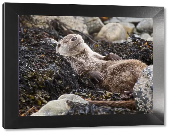 European river otter (Lutra lutra) sleeping on rocky shore, Shetland, Scotland, UK, July