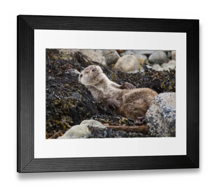 Framed Print : European river otter (Lutra lutra) sleeping on rocky shore, Shetland, Scotland, UK, July