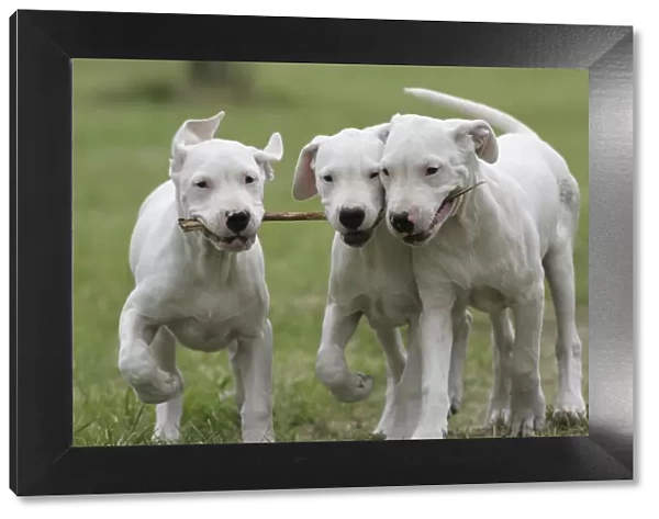 Domestic dog, Dogo Argentino, three puppies playing with stick, France