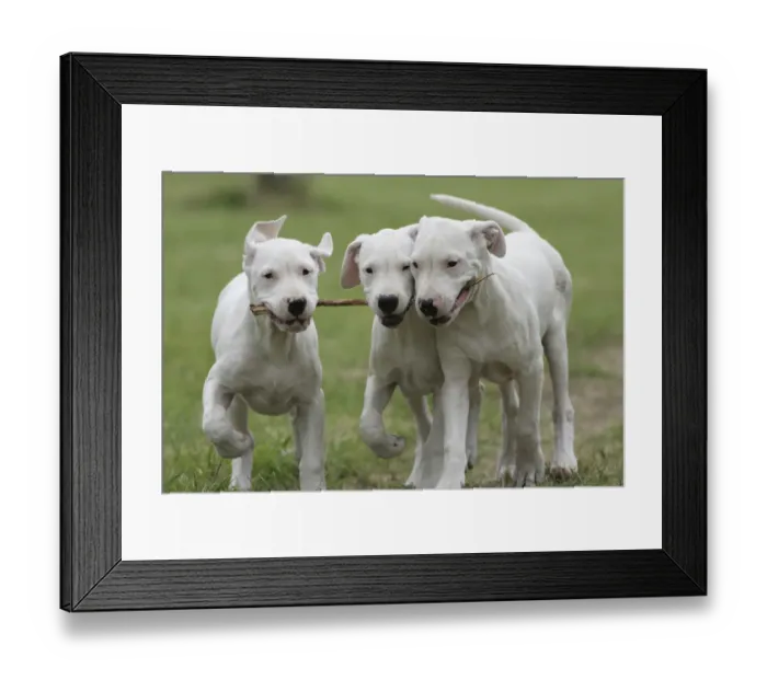 Framed Print : Domestic dog, Dogo Argentino, three puppies playing with stick, France Framed Print : Domestic dog, Dogo Argentino, three puppies playing with stick, France