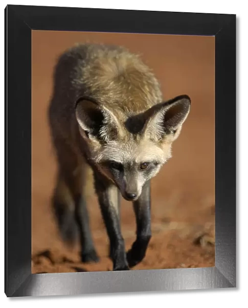 Bat-eared fox (Otocyon megalotis) walking, Namib-Naukluft National Park, Namib Desert