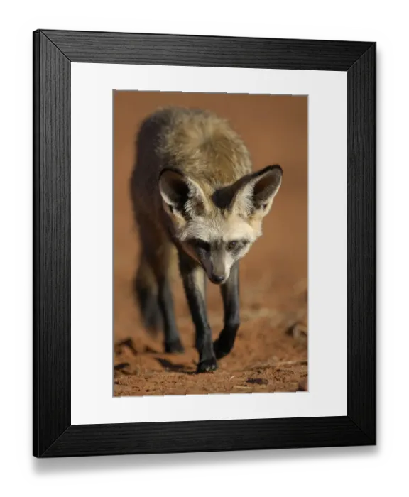 Framed Print : Bat-eared fox (Otocyon megalotis) walking, Namib-Naukluft National Park, Namib Desert Framed Print : Bat-eared fox (Otocyon megalotis) walking, Namib-Naukluft National Park, Namib Desert