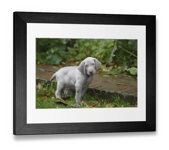 Framed Print : Domestic dog, Weimaraner, puppy in garden, France Framed Print : Domestic dog, Weimaraner, puppy in garden, France