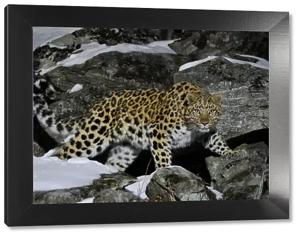 Wild female Amur leopard (Panthera pardus orientalis) on rocky hillside, Kedrovaya Pad reserve