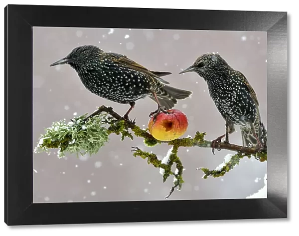 Starlings (Sturnus vulgaris), adults perched on branch in winter feeding on apple