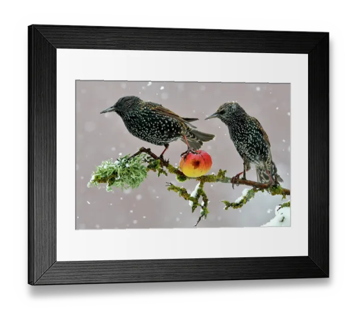 Framed Print : Starlings (Sturnus vulgaris), adults perched on branch in winter feeding on apple. Lorraine France. 3rd Prize in the Melvita Nature Images Awards competition 2013 Framed Print : Starlings (Sturnus vulgaris), adults perched on branch in winter feeding on apple. Lorraine France. 3rd Prize in the Melvita Nature Images Awards competition 2013