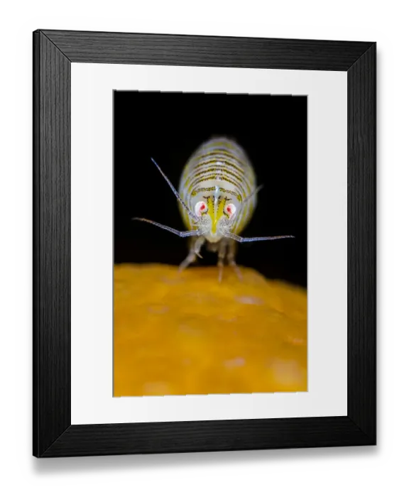 Framed Print : Amphipod (Iphimedia obesa) on top of a colony of Deadmans fingers (Alcyonium digitatum) coral Framed Print : Amphipod (Iphimedia obesa) on top of a colony of Deadmans fingers (Alcyonium digitatum) coral