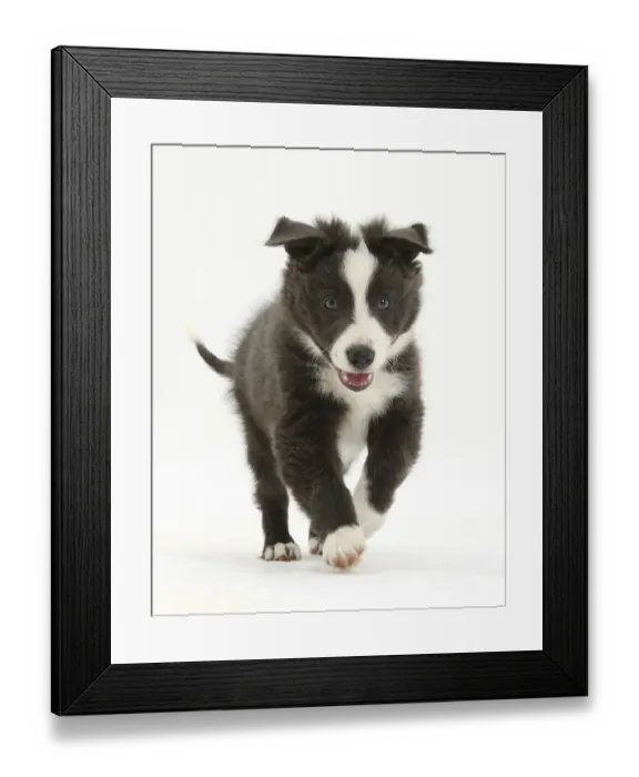 Framed Print : Blue and white Border Collie puppy running forward Framed Print : Blue and white Border Collie puppy running forward