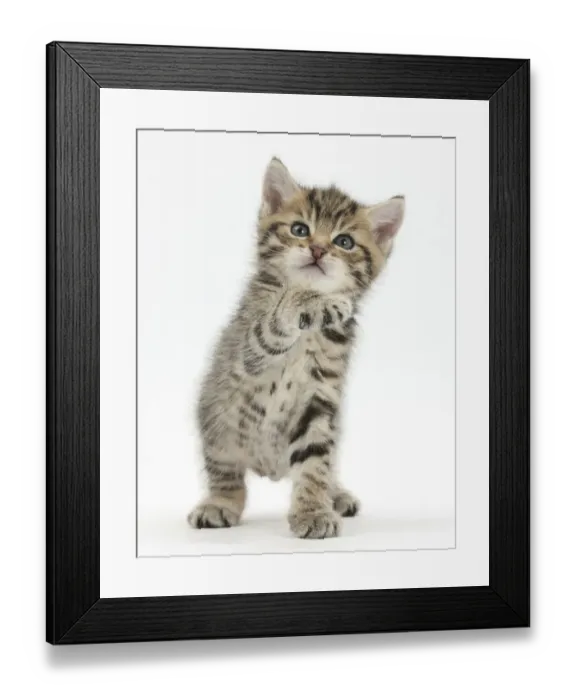 Framed Print : Playful tabby kitten, Stanley, 6 weeks Framed Print : Playful tabby kitten, Stanley, 6 weeks