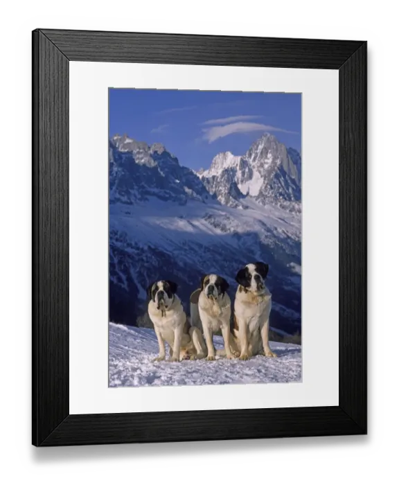 Framed Print : Domestic dog, St. Bernard / Alpine Mastiff, three on snow in Alps, France Framed Print : Domestic dog, St. Bernard / Alpine Mastiff, three on snow in Alps, France