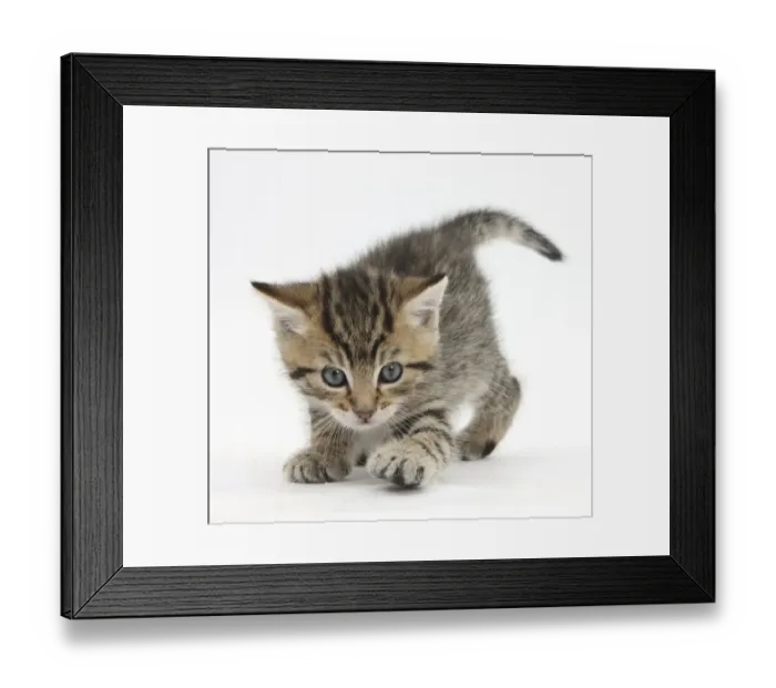 Framed Print : Playful tabby kitten, Stanley, 6 weeks Framed Print : Playful tabby kitten, Stanley, 6 weeks