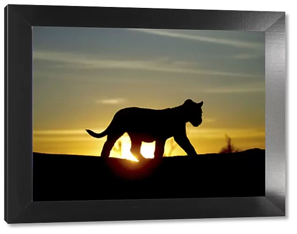 Lion cub (Panthera leo) silhouetted at sunrise, taken on location for Pride tv series