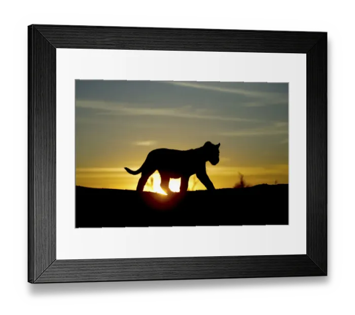 Framed Print : Lion cub (Panthera leo) silhouetted at sunrise, taken on location for Pride tv series