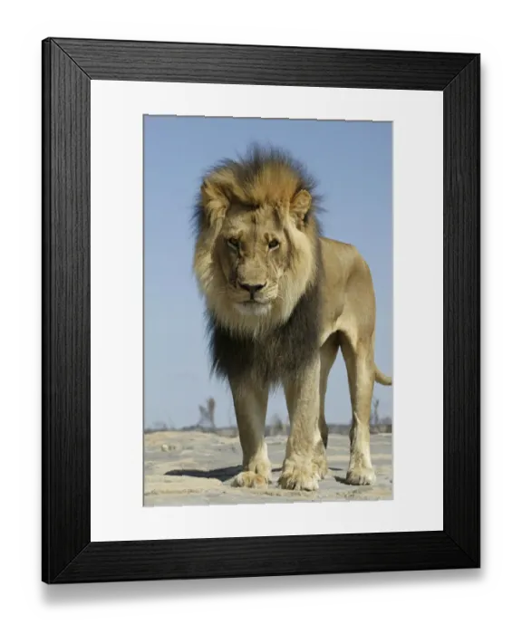 Framed Print : Lion (Panthera Leo) male low angle shot, Masai Mara, Kenya, Africa Framed Print : Lion (Panthera Leo) male low angle shot, Masai Mara, Kenya, Africa