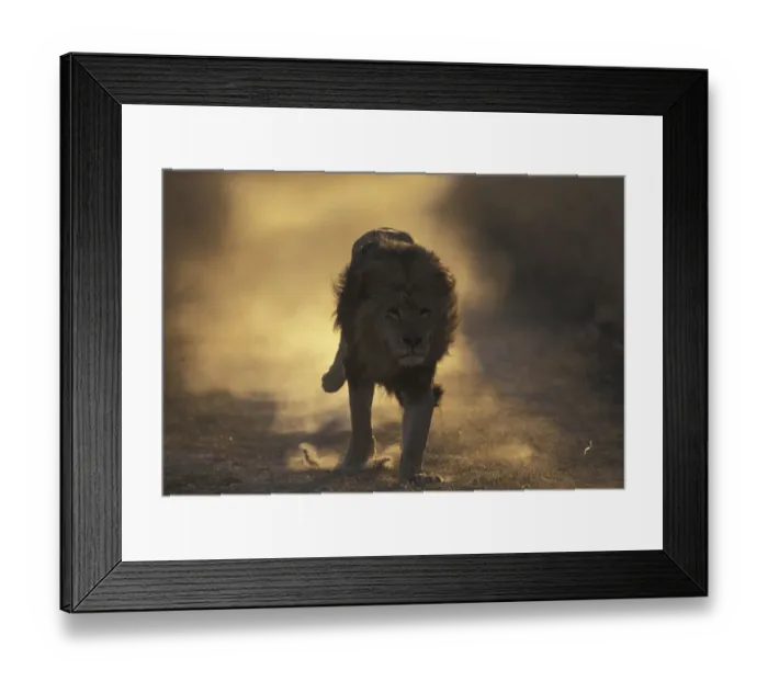 Framed Print : Lion (Panthera Leo) male running, South Africa taken on location for Pride Framed Print : Lion (Panthera Leo) male running, South Africa taken on location for Pride