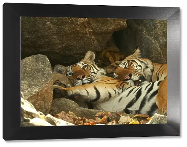 Bengal Tigers (Panthera tigris tigris) resting in the shade national park, India