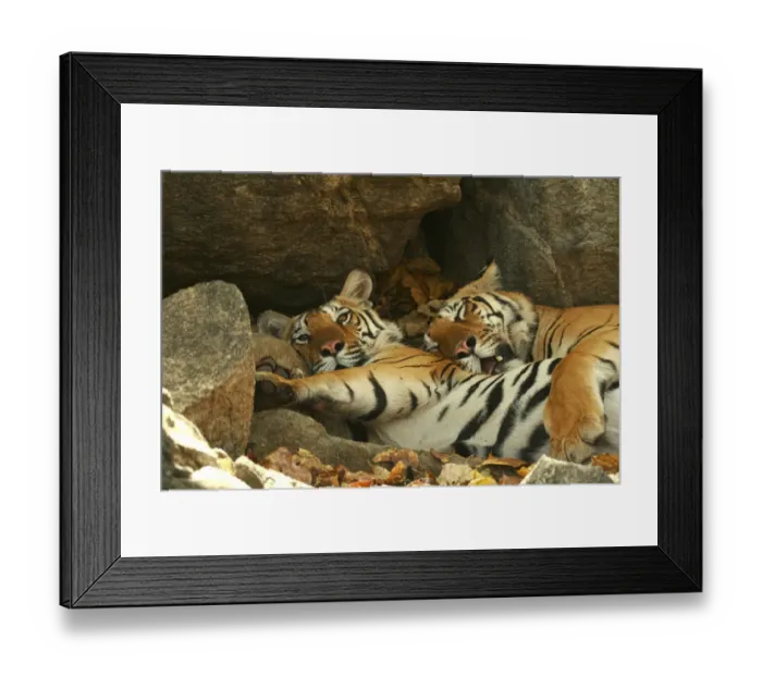 Framed Print : Bengal Tigers (Panthera tigris tigris) resting in the shade national park, India Framed Print : Bengal Tigers (Panthera tigris tigris) resting in the shade national park, India