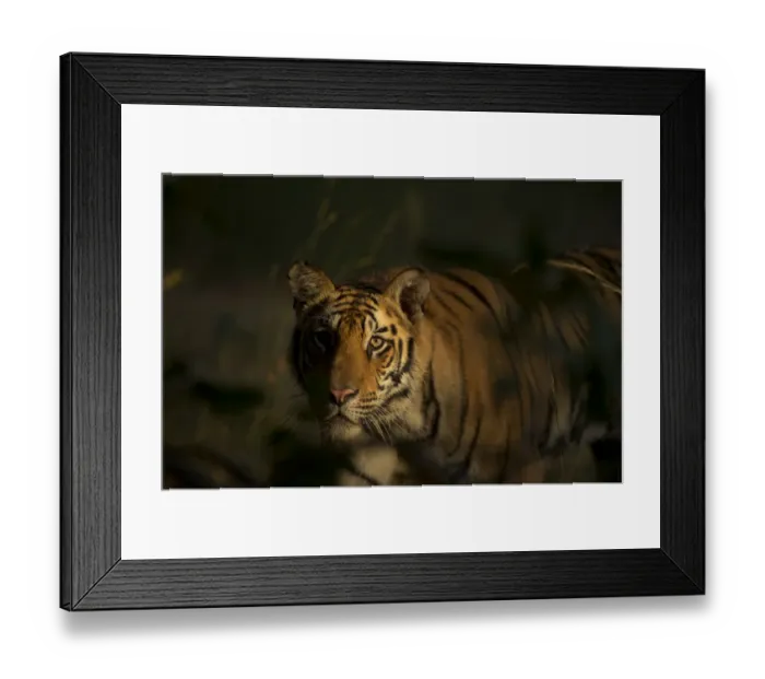 Framed Print : Bengal Tiger (Panthera tigris) sub-adult, approximately 17-19 months old, lit by morning light Framed Print : Bengal Tiger (Panthera tigris) sub-adult, approximately 17-19 months old, lit by morning light