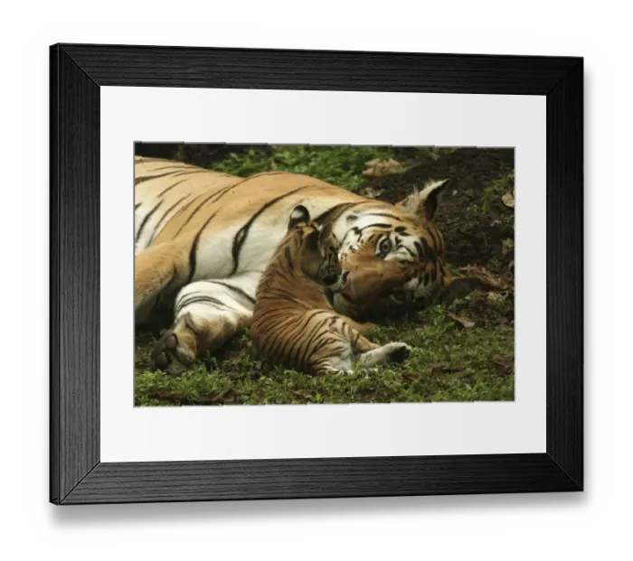 Framed Print : Bengal Tiger (Panthera tigris tigris) mother and cub, Pench National Park, Madhya Pradesh Framed Print : Bengal Tiger (Panthera tigris tigris) mother and cub, Pench National Park, Madhya Pradesh