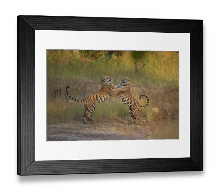 Framed Print : Bengal Tigers (Panthera tigris) sub-adults, approximately 17-19 months old, playfighting Framed Print : Bengal Tigers (Panthera tigris) sub-adults, approximately 17-19 months old, playfighting
