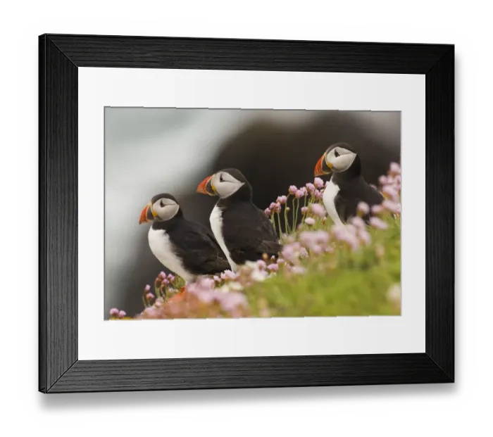 Framed Print : Puffins (Fratercula arctica) among coastal thrift. Saltee Islands, Ireland, UK, July Framed Print : Puffins (Fratercula arctica) among coastal thrift. Saltee Islands, Ireland, UK, July
