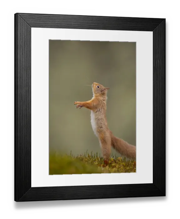 Framed Print : Red Squirrel (Sciurus vulgaris) adult standing on its hind legs. Cairngorms National Park Framed Print : Red Squirrel (Sciurus vulgaris) adult standing on its hind legs. Cairngorms National Park
