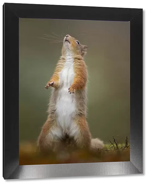 Red Squirrel (Sciurus vulgaris) adult standing. Cairngorms National Park, Scotland