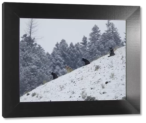 Wolves (Canis lupus) sitting on a hillside in snow. Yellowstone, USA, February