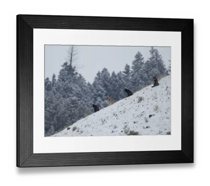 Framed Print : Wolves (Canis lupus) sitting on a hillside in snow. Yellowstone, USA, February