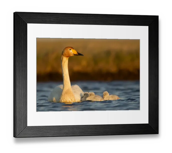 Framed Print : Whooper Swan (Cygnus cygnus) on water with cygnets. Iceland, June Framed Print : Whooper Swan (Cygnus cygnus) on water with cygnets. Iceland, June