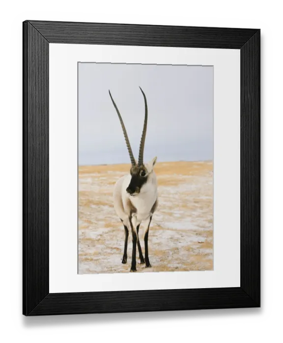 Framed Print : Tibetan antelope (Pantholops hodgsonii) male, Kekexili, Qinghai, Tibetan Plateau Framed Print : Tibetan antelope (Pantholops hodgsonii) male, Kekexili, Qinghai, Tibetan Plateau