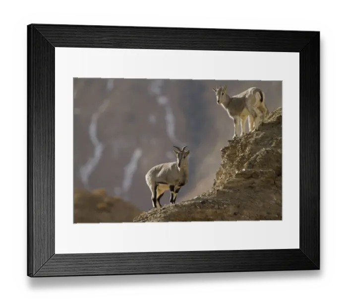 Framed Print : Blue Sheep (Pseudois nayaur) on hillside, Kekexili, Qinghai, China, January Framed Print : Blue Sheep (Pseudois nayaur) on hillside, Kekexili, Qinghai, China, January