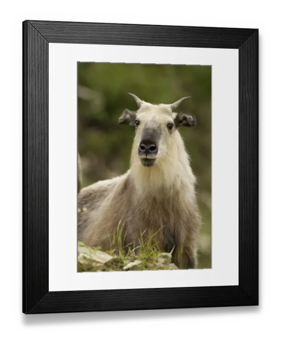 Framed Print : Takin (Budocras taxicolor) portrait, Tangjiahe, Sichuan, China, July Framed Print : Takin (Budocras taxicolor) portrait, Tangjiahe, Sichuan, China, July