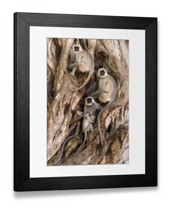 Framed Print : Hanuman / Northern Plains Grey Langur (Semnopithecus entellus) family resting in Framed Print : Hanuman / Northern Plains Grey Langur (Semnopithecus entellus) family resting in