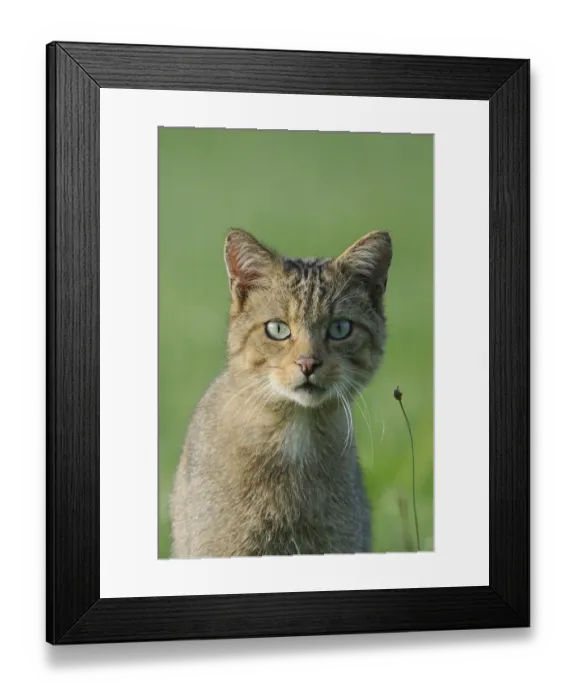 Framed Print : Wild Cat (Felis silvestris) portrait. Vosges, France, August Framed Print : Wild Cat (Felis silvestris) portrait. Vosges, France, August