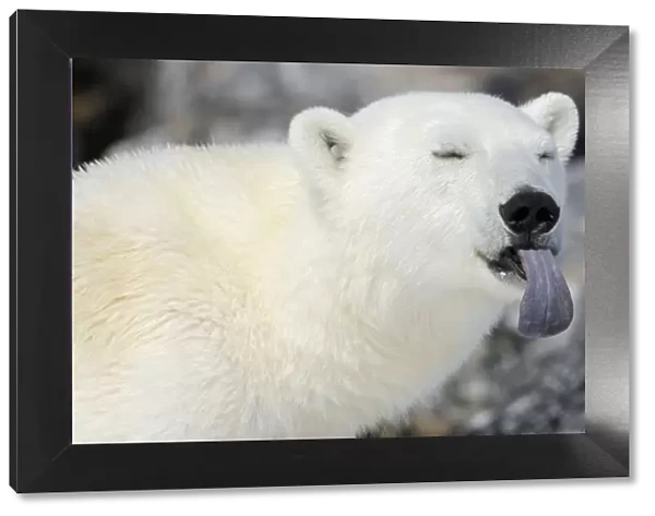 Polar Bear (Ursus maritimus) portrait with blue tongue sticking out, Svalbard, Norway