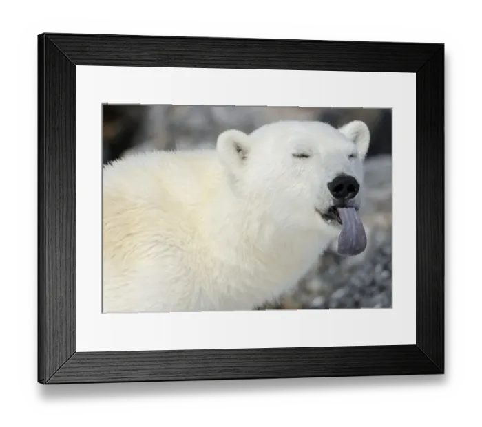 Framed Print : Polar Bear (Ursus maritimus) portrait with blue tongue sticking out, Svalbard, Norway Framed Print : Polar Bear (Ursus maritimus) portrait with blue tongue sticking out, Svalbard, Norway