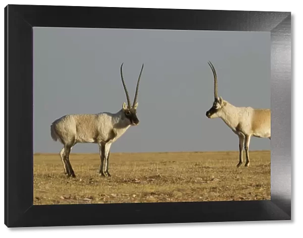 Tibetan antelope (Pantholops hodgsoni), two males, Kekexili, Qinghai, Tibetan Plateau