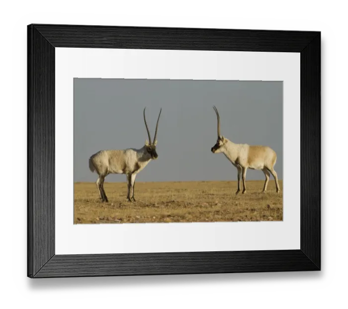Framed Print : Tibetan antelope (Pantholops hodgsoni), two males, Kekexili, Qinghai, Tibetan Plateau
