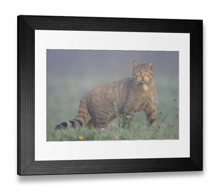 Framed Print : Wild Cat (Felis silvestris) in mist. Vosges, France, August Framed Print : Wild Cat (Felis silvestris) in mist. Vosges, France, August
