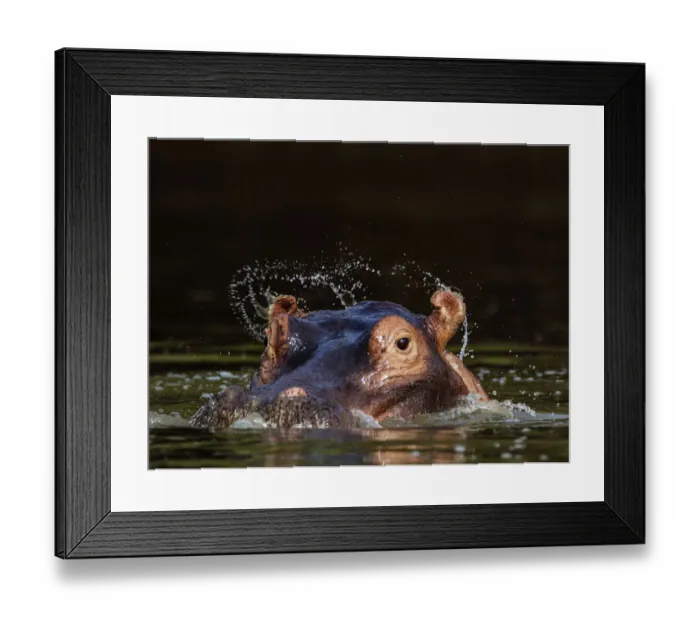 Framed Print : Hippopotamus (Hippopotamus amphibius) ears flicking water when opening after surfacing Framed Print : Hippopotamus (Hippopotamus amphibius) ears flicking water when opening after surfacing