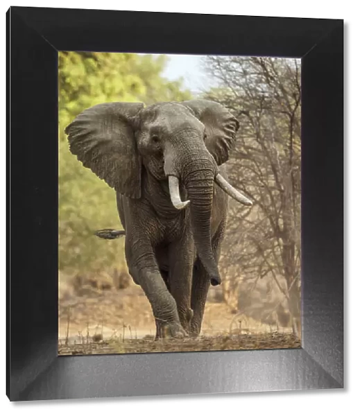 African elephant (Loxodonta africana) walking portrait, Mana Pools National Park