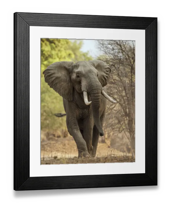 Framed Print : African elephant (Loxodonta africana) walking portrait, Mana Pools National Park Framed Print : African elephant (Loxodonta africana) walking portrait, Mana Pools National Park