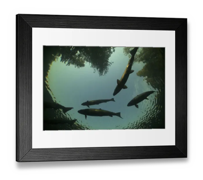 Framed Print : Atlantic Salmon (Salmo salar) in pool on upstream spawning migration, silhouetted against sky Framed Print : Atlantic Salmon (Salmo salar) in pool on upstream spawning migration, silhouetted against sky