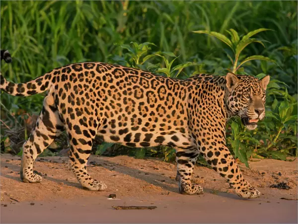 Jaguar (Panthera onca) male walking, Pantanal, Brazil