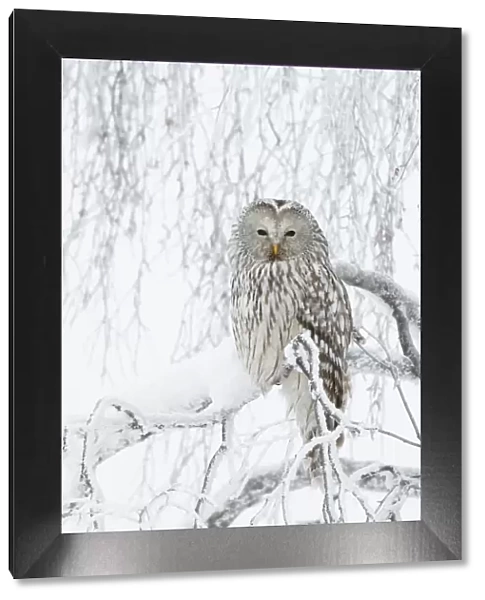 Ural Owl (Stix uralensis) perched in snowy tree, Kuusamo Finland February