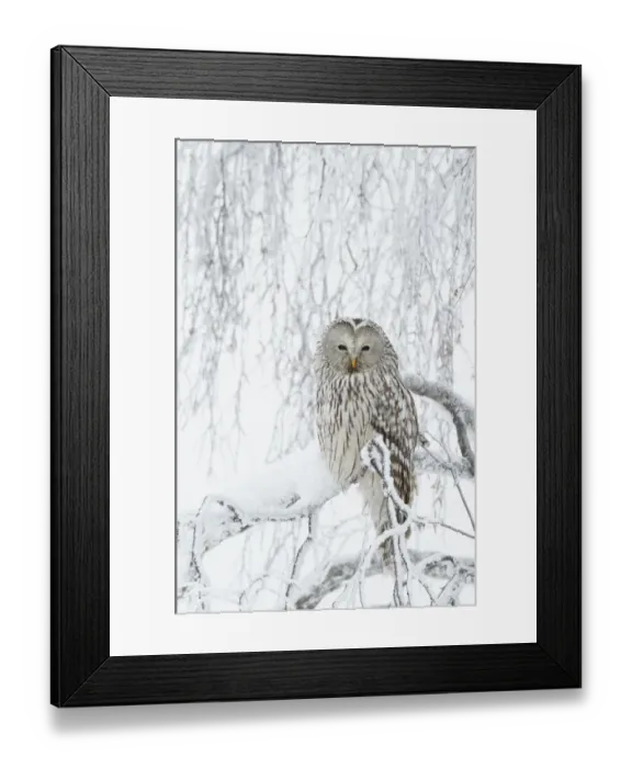 Framed Print : Ural Owl (Stix uralensis) perched in snowy tree, Kuusamo Finland February