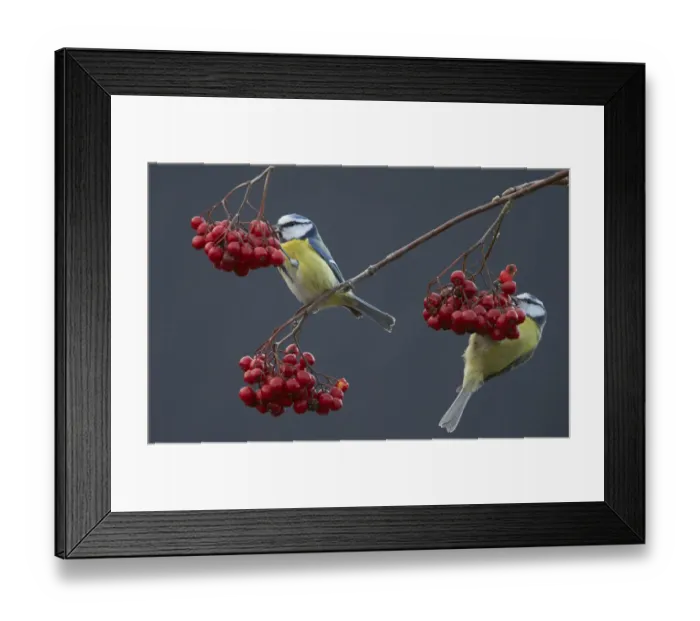 Framed Print : Blue tits (Paris caereleus) two feeding on red berries, Uto Finland October Framed Print : Blue tits (Paris caereleus) two feeding on red berries, Uto Finland October