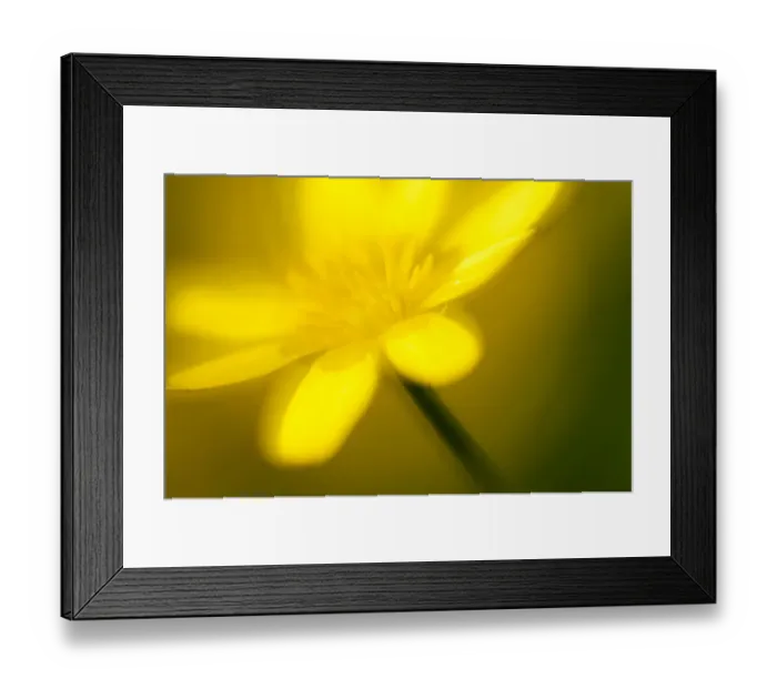 Framed Print : Lesser celandine (Ranunculus ficaria) in flower, Cornwall, England, UK, March Framed Print : Lesser celandine (Ranunculus ficaria) in flower, Cornwall, England, UK, March